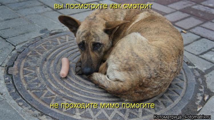 вы посмотрите как смотрит не проходите мимо помогите... Котоматрица: вы посмотрите как смотрит не проходите мимо помогите