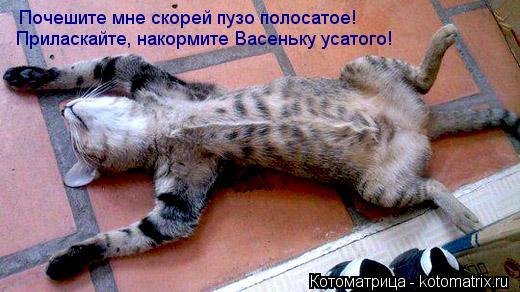 Котоматрица: Почешите мне скорей пузо полосатое! Приласкайте, накормите Васеньку усатого!
