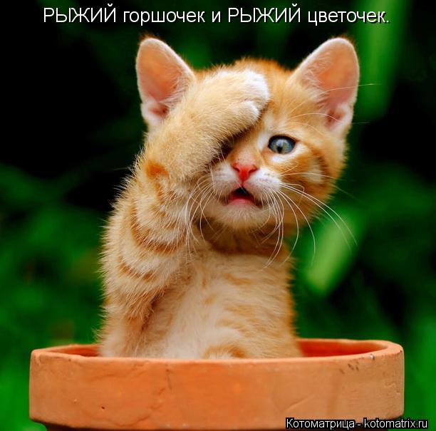 Котоматрица: РЫЖИЙ горшочек и РЫЖИЙ цветочек.