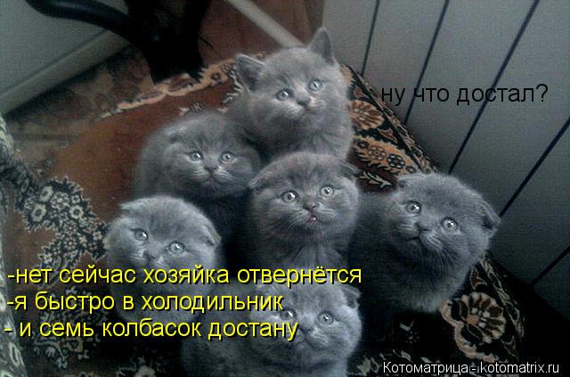 ну что достал? -нет сейчас хозяйка отвернётся -я быстро в холодильник - и семь колбасок достану... Котоматрица: ну что достал? -нет сейчас хозяйка отвернётся -я быстро в холодильник - и семь колбасок достану