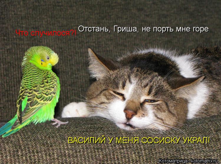 Котоматрица: Отстань, Гриша, не порть мне горе Что случилося?! ВАСИЛИЙ У МЕНЯ СОСИСКУ УКРАЛ!