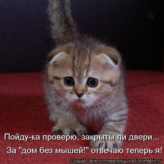 Пойду-ка проверю, закрыты ли двери... За "дом без мышей!" отвечаю теперь я!... Котоматрица: Пойду-ка проверю, закрыты ли двери... За "дом без мышей!" отвечаю теперь я!