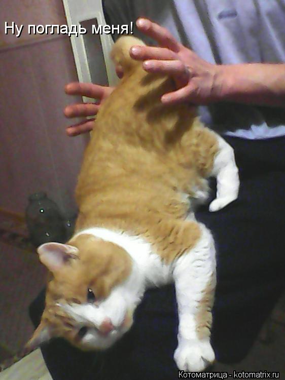 Котоматрица: Ну погладь меня!