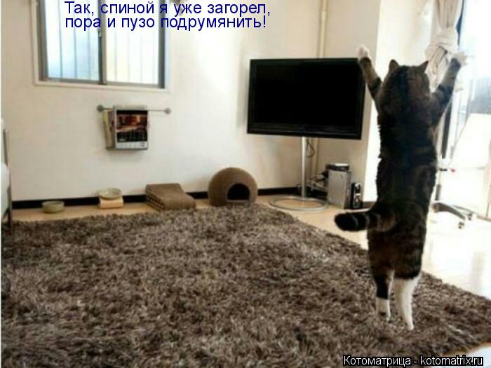 Так, спиной я уже загорел, пора и пузо подрумянить!... Котоматрица: Так, спиной я уже загорел, пора и пузо подрумянить!