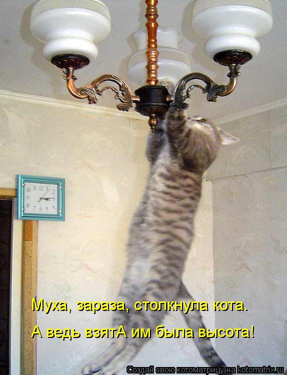 Котоматрица: Муха, зараза, столкнула кота. А ведь взятА им была высота!