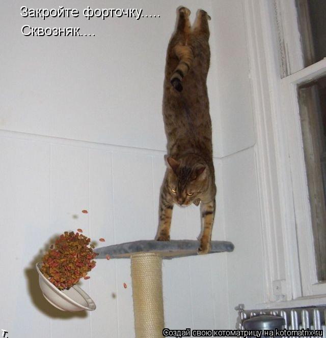 Закройте форточку..... Сквозняк....... Котоматрица: Закройте форточку..... Сквозняк....