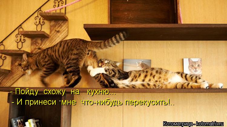 - Пойду схожу на кухню... - И принеси мне что-нибудь перекусить!..... Котоматрица: - Пойду схожу на кухню... - И принеси мне что-нибудь перекусить!..