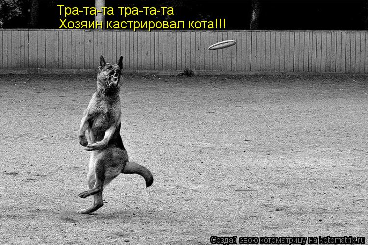Тра-та-та тра-та-та Хозяин кастрировал кота!!!... Котоматрица: Тра-та-та тра-та-та Хозяин кастрировал кота!!!