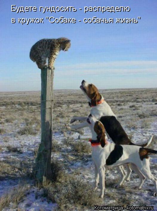 Будете гундосить - распределю в кружок "Собаке - собачья жизнь"... Котоматрица: Будете гундосить - распределю в кружок "Собаке - собачья жизнь"