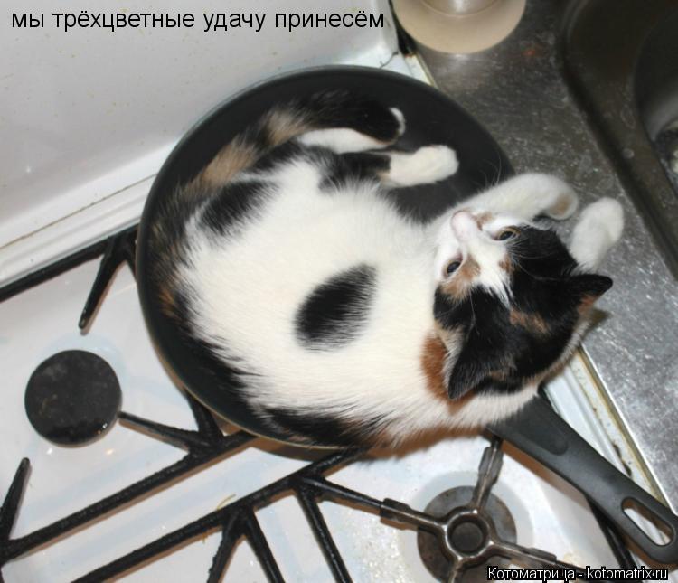Котоматрица: мы трёхцветные удачу принесём