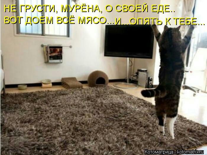 НЕ ГРУСТИ, МУРЁНА, О СВОЕЙ ЕДЕ.. ВОТ ДОЕМ ВСЁ МЯСО... И...ОПЯТЬ К ТЕБЕ...... Котоматрица: НЕ ГРУСТИ, МУРЁНА, О СВОЕЙ ЕДЕ.. ВОТ ДОЕМ ВСЁ МЯСО... И...ОПЯТЬ К ТЕБЕ...