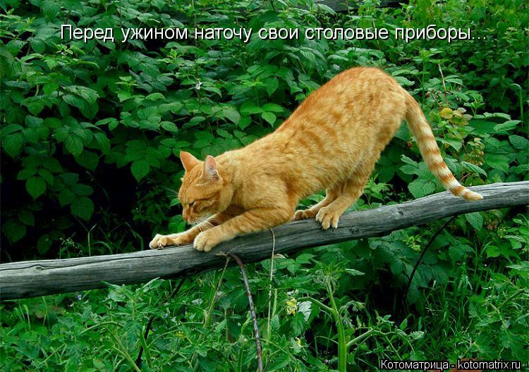 Перед ужином наточу свои столовые приборы...... Котоматрица: Перед ужином наточу свои столовые приборы...