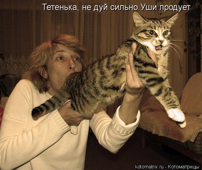 Тетенька, не дуй сильно.Уши продует... Котоматрица: Тетенька, не дуй сильно.Уши продует