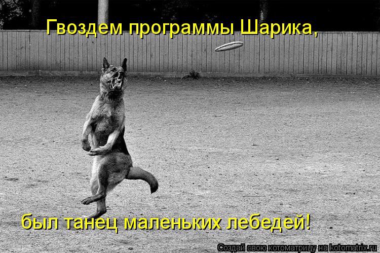 Гвоздем программы Шарика, был танец маленьких лебедей!... Котоматрица: Гвоздем программы Шарика, был танец маленьких лебедей!