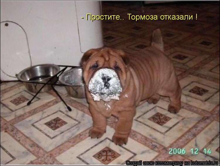 Котоматрица: - Простите.. Тормоза отказали !