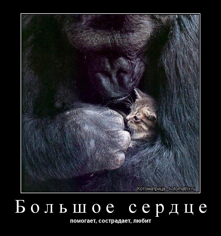 Большое сердце помогает, сострадает, любит... Котоматрица: Большое сердце помогает, сострадает, любит
