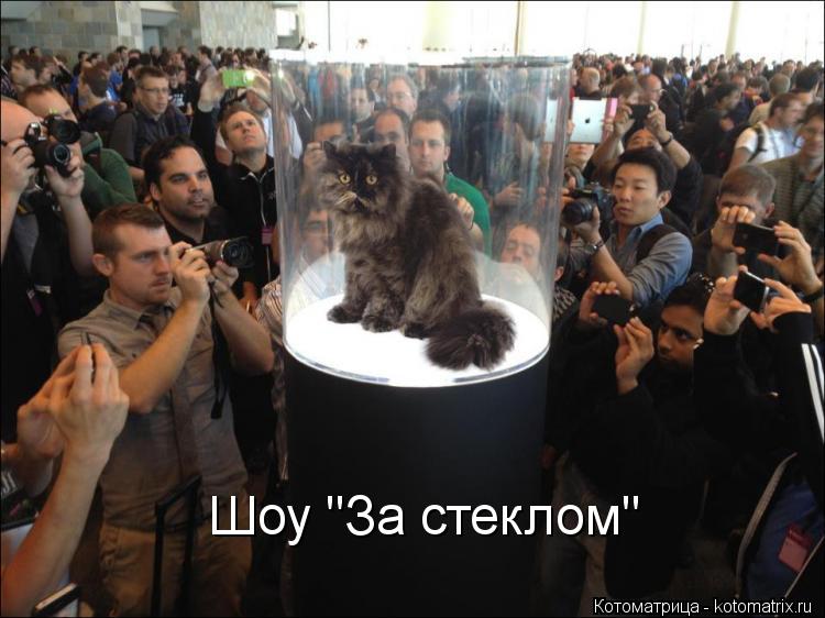 Шоу "За стеклом"... Котоматрица: Шоу "За стеклом"