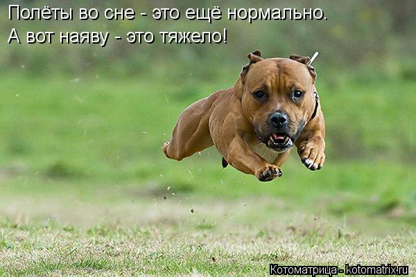 Полёты во сне - это ещё нормально. А вот наяву - это тяжело!... Котоматрица: Полёты во сне - это ещё нормально. А вот наяву - это тяжело!