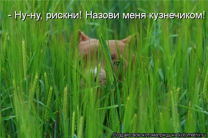 - Ну-ну, рискни! Назови меня кузнечиком!... Котоматрица: - Ну-ну, рискни! Назови меня кузнечиком!