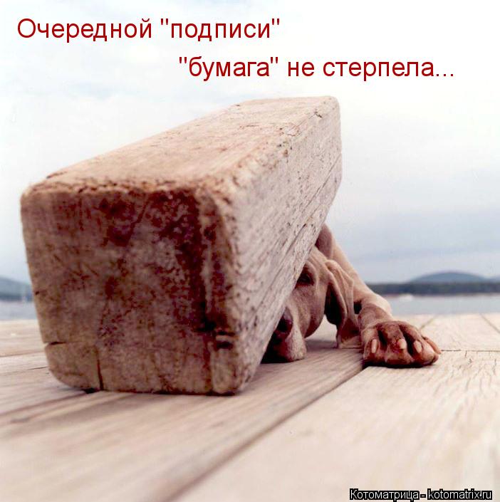 Котоматрица: Очередной "подписи" "бумага" не стерпела...