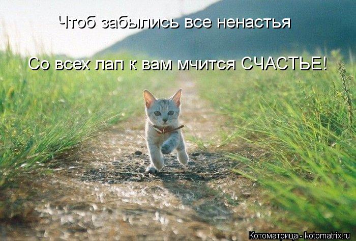 Котоматрица: Чтоб забылись все ненастья Со всех лап к вам мчится СЧАСТЬЕ!
