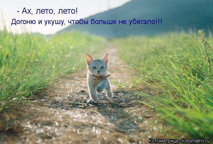 Котоматрица: - Ах, лето, лето! Догоню и укушу, чтобы больше не убегало!!!