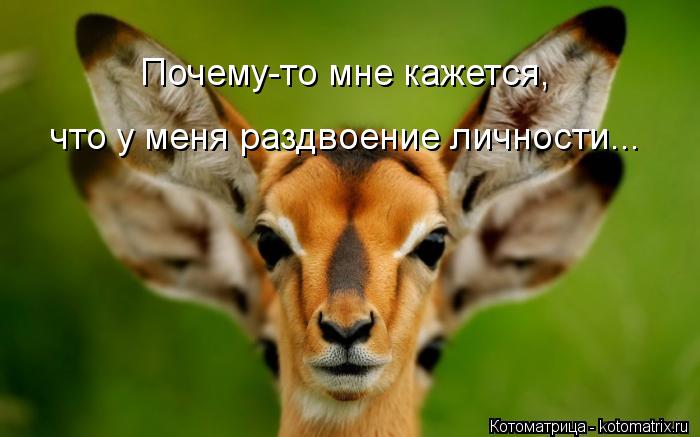 что у меня раздвоение личности... Почему-то мне кажется,... Котоматрица: что у меня раздвоение личности... Почему-то мне кажется,