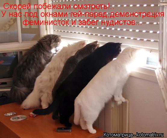 феминисток и забег нудистов... Скорей побежали смотреть!.. У нас под окнами гей-парад,демонстрация... Котоматрица: феминисток и забег нудистов... Скорей побежали смотреть!.. У нас под окнами гей-парад,демонстрация