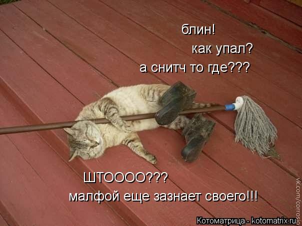 блин! как упал? а снитч то где??? ШТОООО??? малфой еще зазнает своего!!!... Котоматрица: блин! как упал? а снитч то где??? ШТОООО??? малфой еще зазнает своего!!!