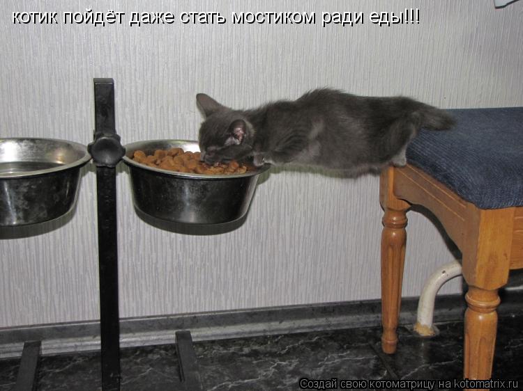 Котоматрица: котик пойдёт даже стать мостиком ради еды!!!