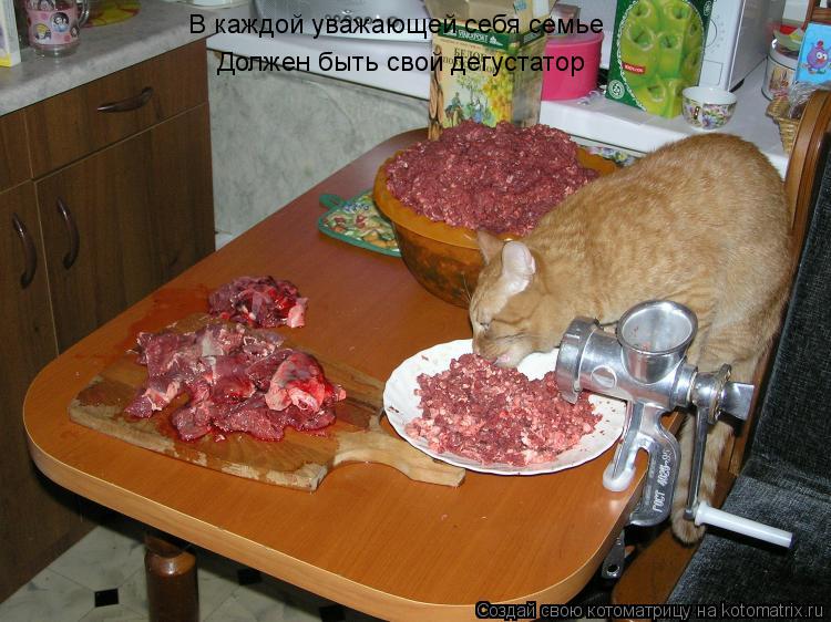 В каждой уважающей себя семье Должен быть свой дегустатор... Котоматрица: В каждой уважающей себя семье Должен быть свой дегустатор