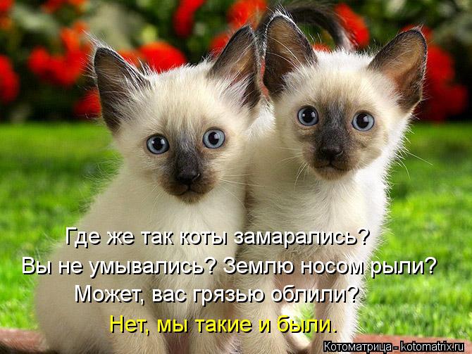 Котоматрица: Где же так коты замарались? Вы не умывались? Землю носом рыли? Может, вас грязью облили? Нет, мы такие и были.