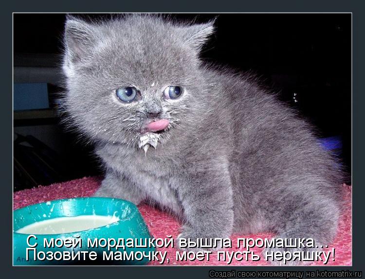 Позовите мамочку, моет пусть неряшку! С моей мордашкой вышла промашка...... Котоматрица: Позовите мамочку, моет пусть неряшку! С моей мордашкой вышла промашка...