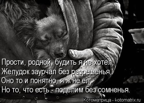 Котоматрица: Прости, родной, будить я не хотел, Желудок заурчал без разрешенья, Оно то и понятно, я ж не ел, Но то, что есть - поделим без сомненья.