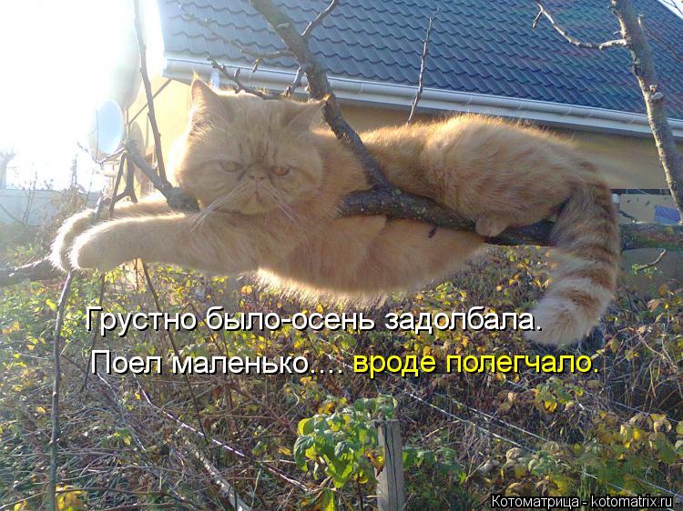 Котоматрица: Грустно было-осень задолбала. Поел маленько.... вроде полегчало.