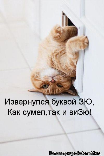 Котоматрица: Как сумел,так и виЗю! Извернулся буквой ЗЮ,