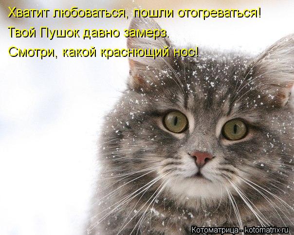Котоматрица: Хватит любоваться, пошли отогреваться! Твой Пушок давно замерз.  Смотри, какой краснющий нос!