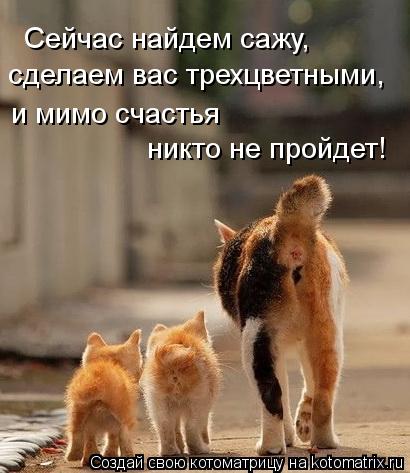 Сейчас найдем сажу, сделаем вас трехцветными, и мимо счастья никто не пройдет!... Котоматрица: Сейчас найдем сажу, сделаем вас трехцветными, и мимо счастья никто не пройдет!