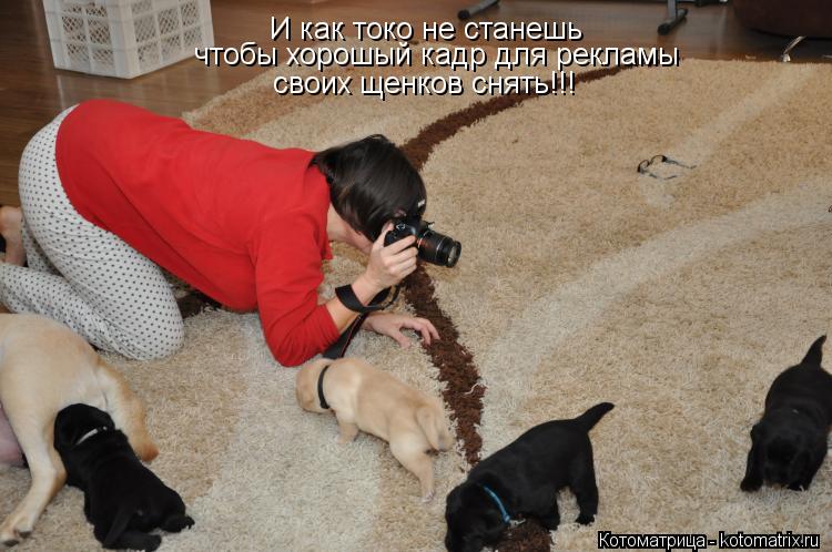 И как токо не станешь чтобы хорошый кадр для рекламы своих щенков снять!!!... Котоматрица: И как токо не станешь чтобы хорошый кадр для рекламы своих щенков снять!!!