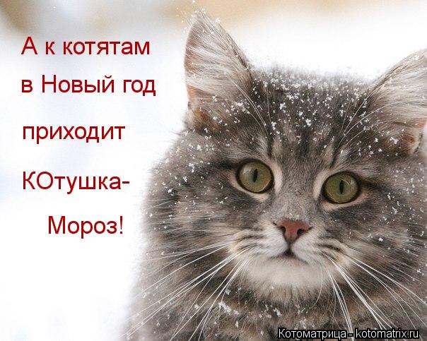 Котоматрица: А к котятам в Новый год приходит КОтушка- Мороз!