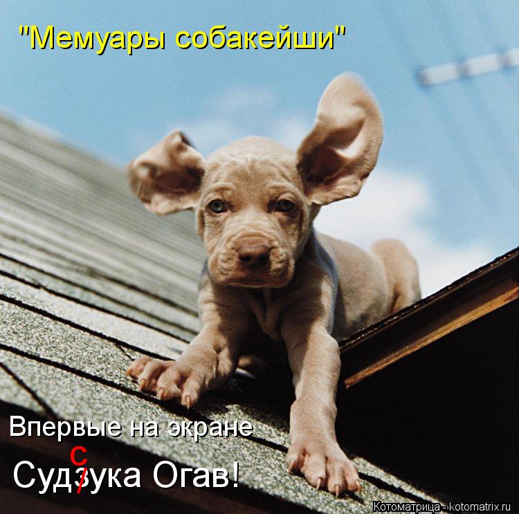 Котоматрица: "Мемуары собакейши" Впервые на экране Судзука Огав! / с