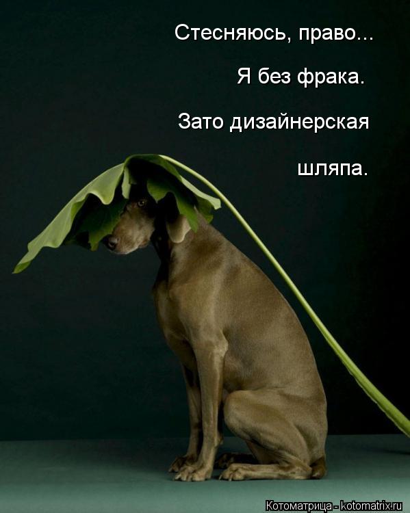 Котоматрица: Стесняюсь, право... Я без фрака. Зато дизайнерская шляпа.