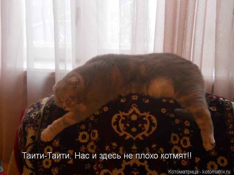Таити-Таити. Нас и здесь не плохо котмят!!... Котоматрица: Таити-Таити. Нас и здесь не плохо котмят!!