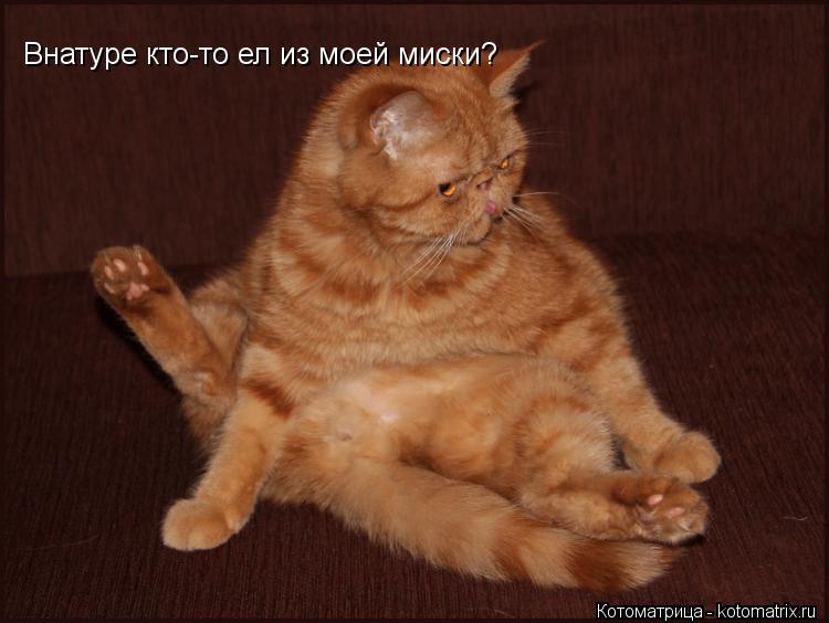 Котоматрица: Внатуре кто-то ел из моей миски?