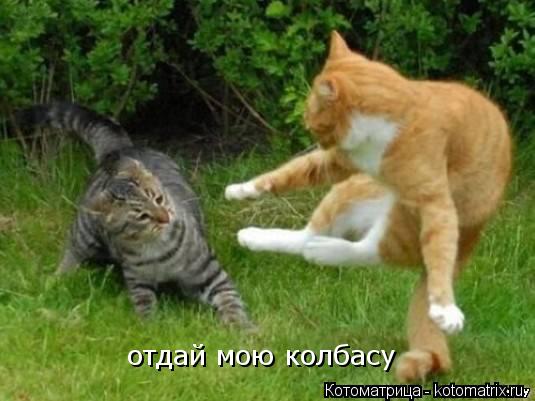 отдай мою колбасу отдай мою колбасу... Котоматрица: отдай мою колбасу отдай мою колбасу
