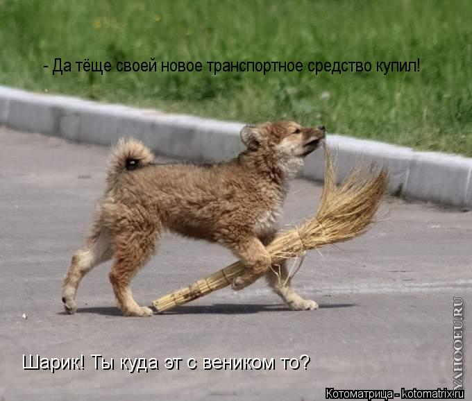 Котоматрица: Шарик! Ты куда эт с веником то? - Да тёще своей новое транспортное средство купил!