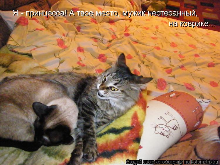 Я - принцесса! А твое место, мужик неотесанный, на коврике...... Котоматрица: Я - принцесса! А твое место, мужик неотесанный, на коврике...