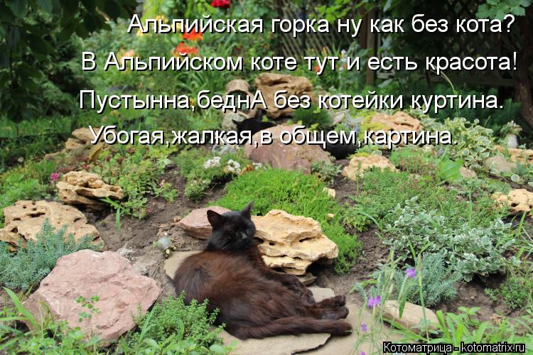 Альпийская горка ну как без кота? В Альпийском коте тут и есть красота! Убогая,жалкая,в общем,картина... Котоматрица: Альпийская горка ну как без кота? В Альпийском коте тут и есть красота! Убогая,жалкая,в общем,картина. Пустынна,беднА без котейки куртина.