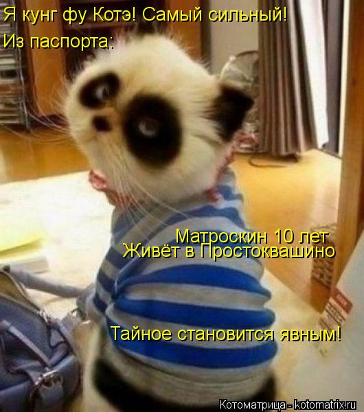 Я кунг фу Котэ! Самый сильный! Из паспорта: Матроскин 10 лет Живёт в Простоквашино Тайное становится ... Котоматрица: Я кунг фу Котэ! Самый сильный! Из паспорта: Матроскин 10 лет Живёт в Простоквашино Тайное становится явным!