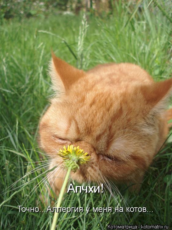 Котоматрица: Апчхи! Точно...Аллергия у меня на котов...